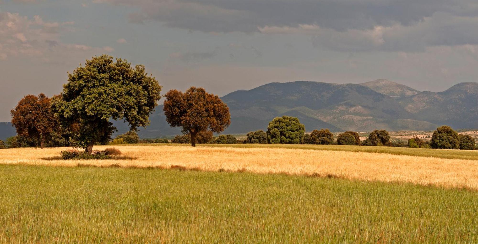Cuevas El Torriblanco ξενώνας Gorafe Εξωτερικό φωτογραφία